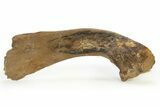 Fossil Hadrosaur (Edmontosaurus) Scapula w/ Stand - South Dakota #339125-2